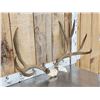 Image 3 : Main Frame 5x5 Mule Deer Antlers On Skull Plate
