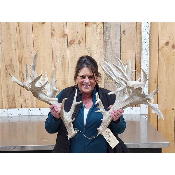 Giant 300 Class Whitetail Shed Antlers