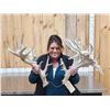 Image 1 : Giant 300 Class Whitetail Shed Antlers
