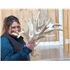 Image 3 : Giant 300 Class Whitetail Shed Antlers