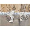 Image 4 : Giant 300 Class Whitetail Shed Antlers