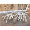 Image 5 : Giant 300 Class Whitetail Shed Antlers
