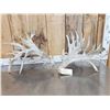 Image 6 : Giant 300 Class Whitetail Shed Antlers