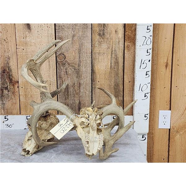 2 Big Sets Of Locked Whitetail Antlers On Skulls
