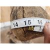 Image 11 : Big 200" Class Droptine Whitetail Antlers On Skull