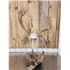 Image 12 : Big 200" Class Droptine Whitetail Antlers On Skull