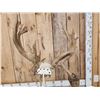 Image 13 : Big 200" Class Droptine Whitetail Antlers On Skull