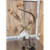 Image 14 : Big 200" Class Droptine Whitetail Antlers On Skull