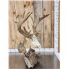 Image 16 : Big 200" Class Droptine Whitetail Antlers On Skull