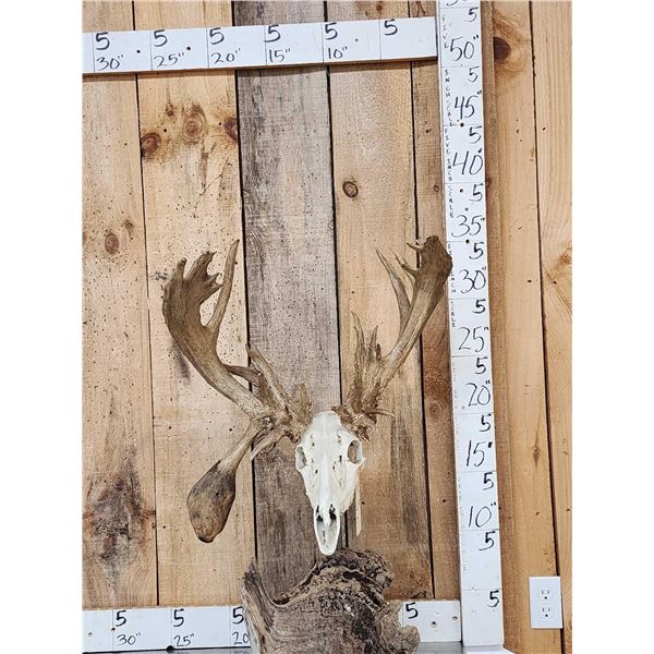 Big 200" Class Droptine Whitetail Antlers On Skull