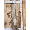 Image 1 : Big 200" Class Droptine Whitetail Antlers On Skull
