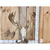 Image 2 : Big 200" Class Droptine Whitetail Antlers On Skull