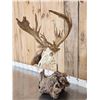 Image 3 : Big 200" Class Droptine Whitetail Antlers On Skull