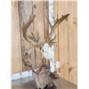 Image 4 : Big 200" Class Droptine Whitetail Antlers On Skull