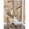 Image 5 : Big 200" Class Droptine Whitetail Antlers On Skull