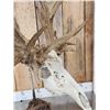 Image 7 : Big 200" Class Droptine Whitetail Antlers On Skull