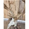 Image 8 : Big 200" Class Droptine Whitetail Antlers On Skull