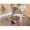 Image 9 : Big 200" Class Droptine Whitetail Antlers On Skull