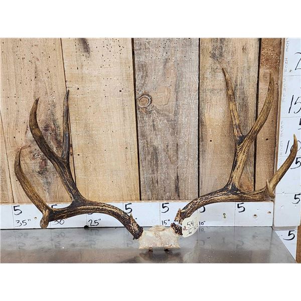 Big Vintage 5x5 Mule Deer Antlers On Skull Plate