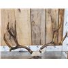 Image 1 : Big Vintage 5x5 Mule Deer Antlers On Skull Plate