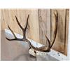Image 2 : Big Vintage 5x5 Mule Deer Antlers On Skull Plate