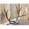 Image 3 : Big Vintage 5x5 Mule Deer Antlers On Skull Plate