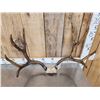 Image 4 : Big Vintage 5x5 Mule Deer Antlers On Skull Plate
