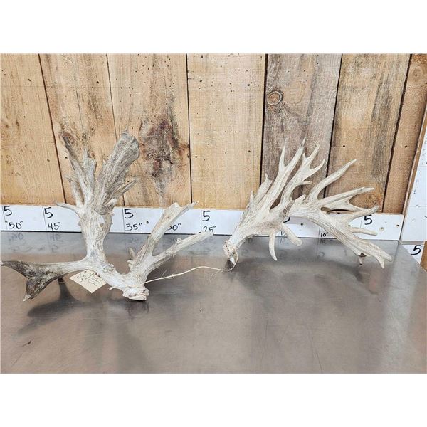 Set Of High 200 Class Whitetail Shed Antlers
