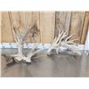 Image 1 : Set Of High 200 Class Whitetail Shed Antlers