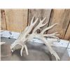 Image 2 : Set Of High 200 Class Whitetail Shed Antlers