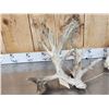 Image 3 : Set Of High 200 Class Whitetail Shed Antlers