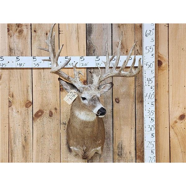 Main Frame 6x5 Whitetail Shoulder Mount Taxidermy