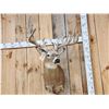 Image 2 : Main Frame 6x5 Whitetail Shoulder Mount Taxidermy