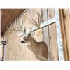 Image 3 : Main Frame 6x5 Whitetail Shoulder Mount Taxidermy