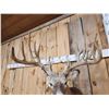 Image 4 : Main Frame 6x5 Whitetail Shoulder Mount Taxidermy