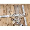 Image 5 : Main Frame 6x5 Whitetail Shoulder Mount Taxidermy