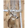Image 6 : Main Frame 6x5 Whitetail Shoulder Mount Taxidermy