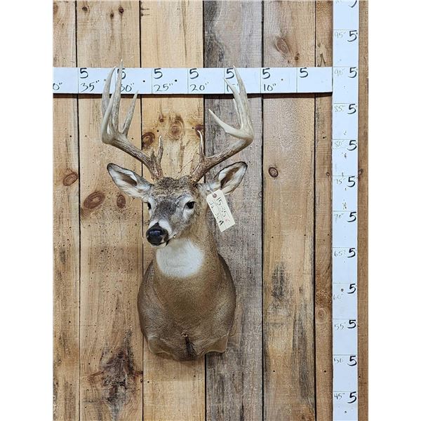 6x5 Whitetail Shoulder Mount Taxidermy