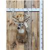 Image 1 : 6x5 Whitetail Shoulder Mount Taxidermy