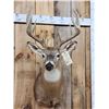 Image 2 : 6x5 Whitetail Shoulder Mount Taxidermy