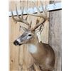 Image 3 : 6x5 Whitetail Shoulder Mount Taxidermy