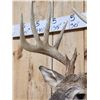 Image 4 : 6x5 Whitetail Shoulder Mount Taxidermy