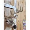 Image 5 : 6x5 Whitetail Shoulder Mount Taxidermy