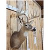 Image 6 : 6x5 Whitetail Shoulder Mount Taxidermy