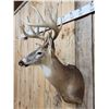 Image 7 : 6x5 Whitetail Shoulder Mount Taxidermy