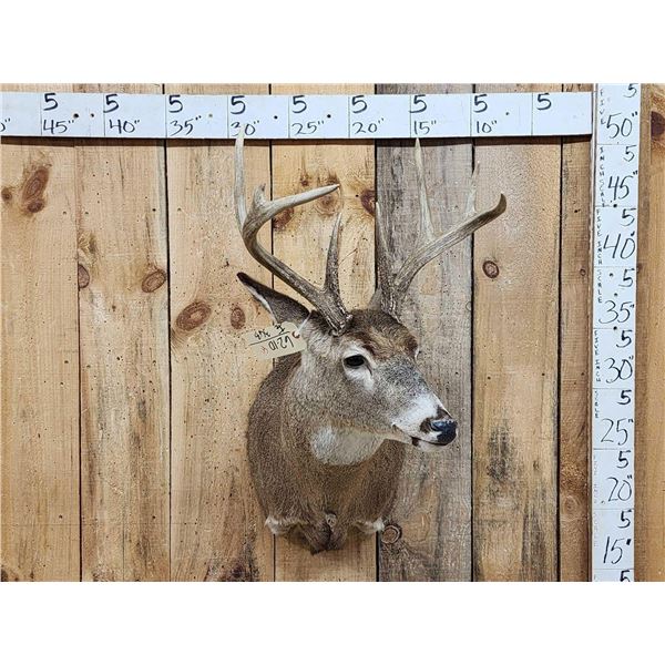 4x4 Whitetail Shoulder Mount Taxidermy
