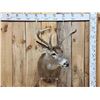 Image 1 : 4x4 Whitetail Shoulder Mount Taxidermy
