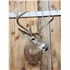Image 2 : 4x4 Whitetail Shoulder Mount Taxidermy