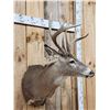 Image 3 : 4x4 Whitetail Shoulder Mount Taxidermy