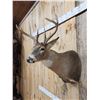 Image 4 : 4x4 Whitetail Shoulder Mount Taxidermy